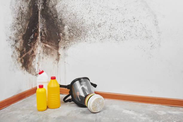 Snyder, OK Mold Removal Company